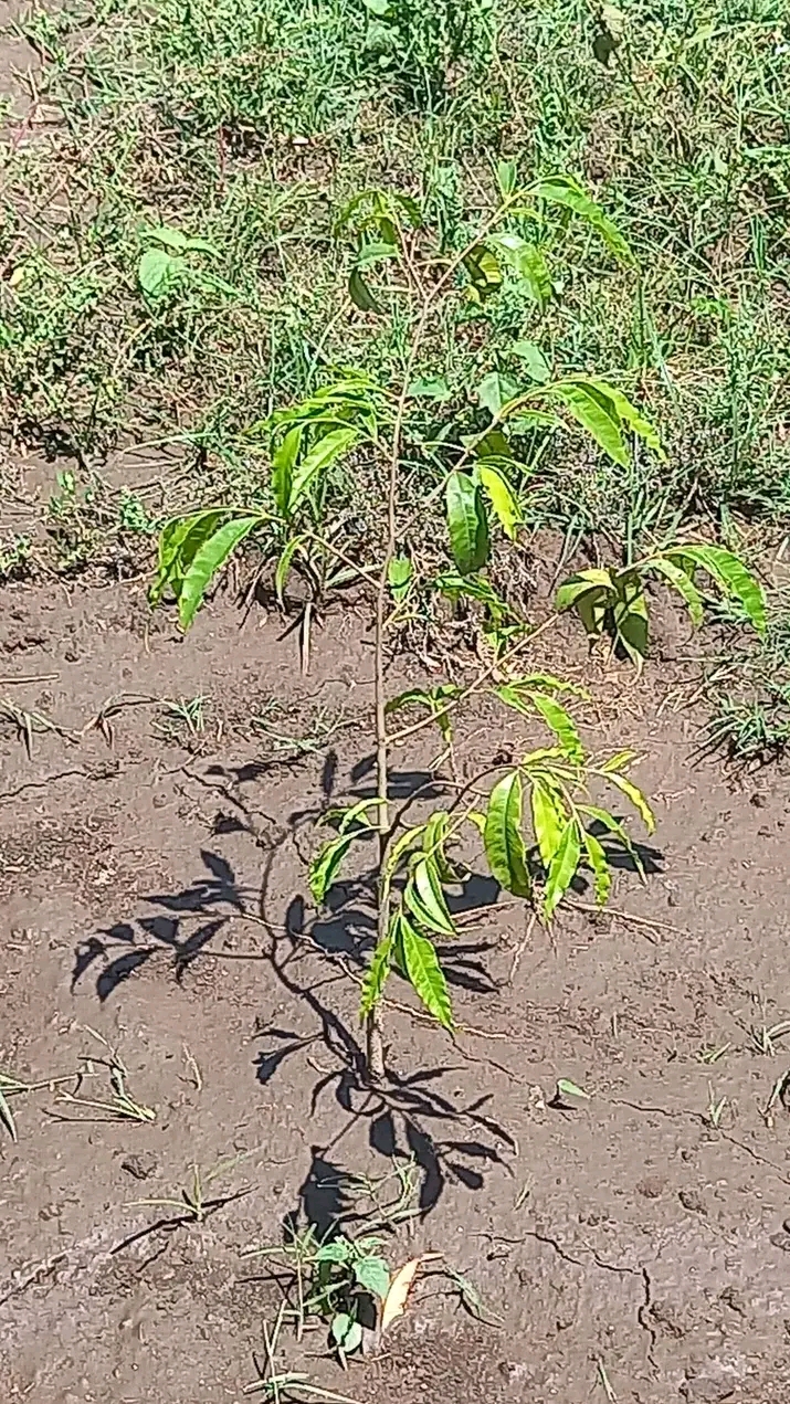 Agarwood Plantation Program image
